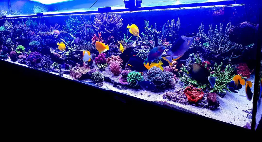 Aquariumverlichting
