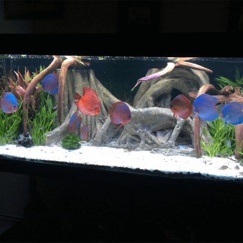 10 tm 50 cm HELDER WIT complete set aquarium led strip 4 1