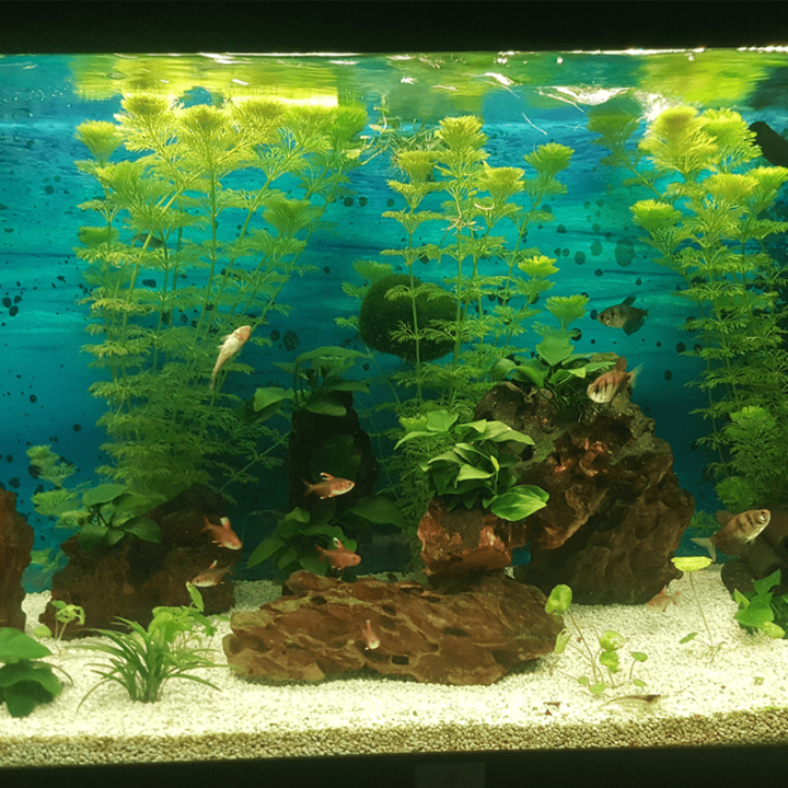 70 tm 100 cm aquarium LED strip Warm Wit 4